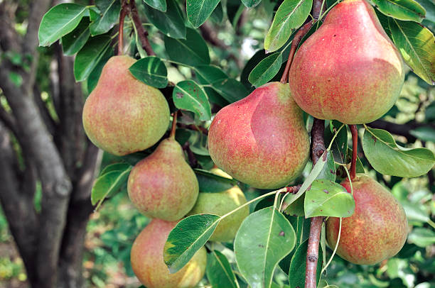 istock close-up of ripe pears 159055859