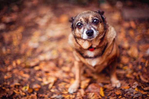 istock Chihuahua in Fall Leaves 159056137