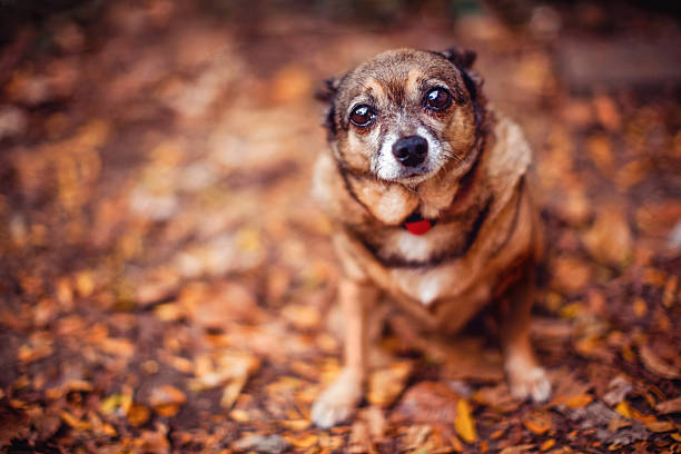 Chihuahua em Outono folhas - fotografia de stock