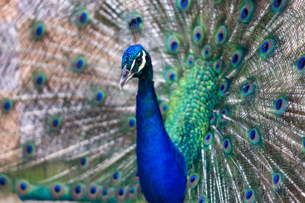 Close up of peacock feathers