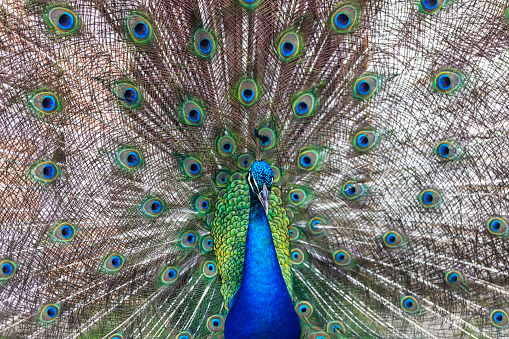 Blue Peacock in full display at Jardim Botanical Garden, Lisbon, Portugal