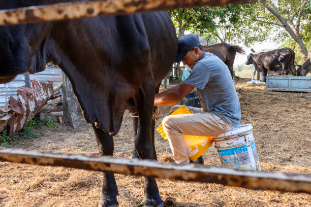istock Young man milking the cow 1590586438