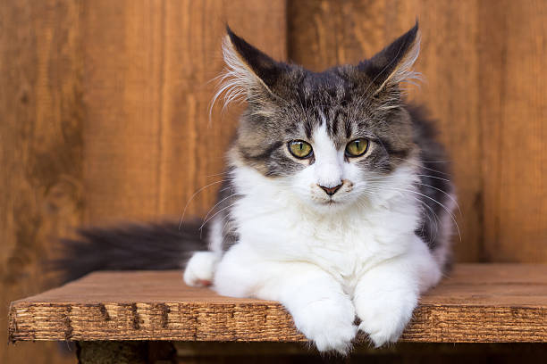 istock Young Maine Coon on wooden board 159058740