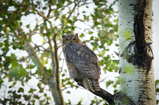 Young Great-horned owl is sitting on a tree with green leaves in the poplar wood in summer and looking for prey in summer.