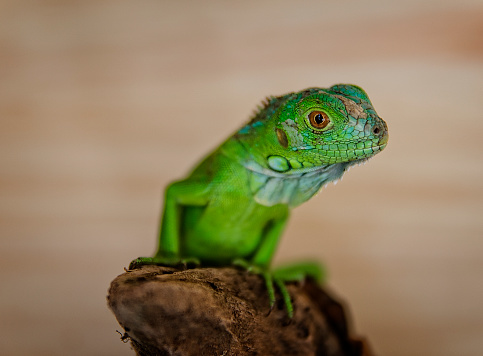 Portrait of Green iguana (Iguana iguana) looking at the camera