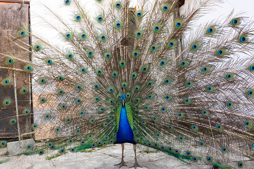 Domesticated peacock showing its feathers