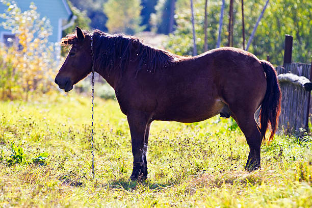 istock beautiful horse standing in the meadow 159059832