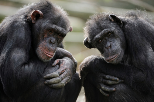 portrait of two thougtful chimpanzees