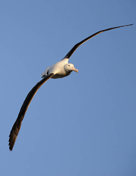 royal albatross in flight a royal albatross in Dunedin, New Zealand albatross photos stock pictures, royalty-free photos & images