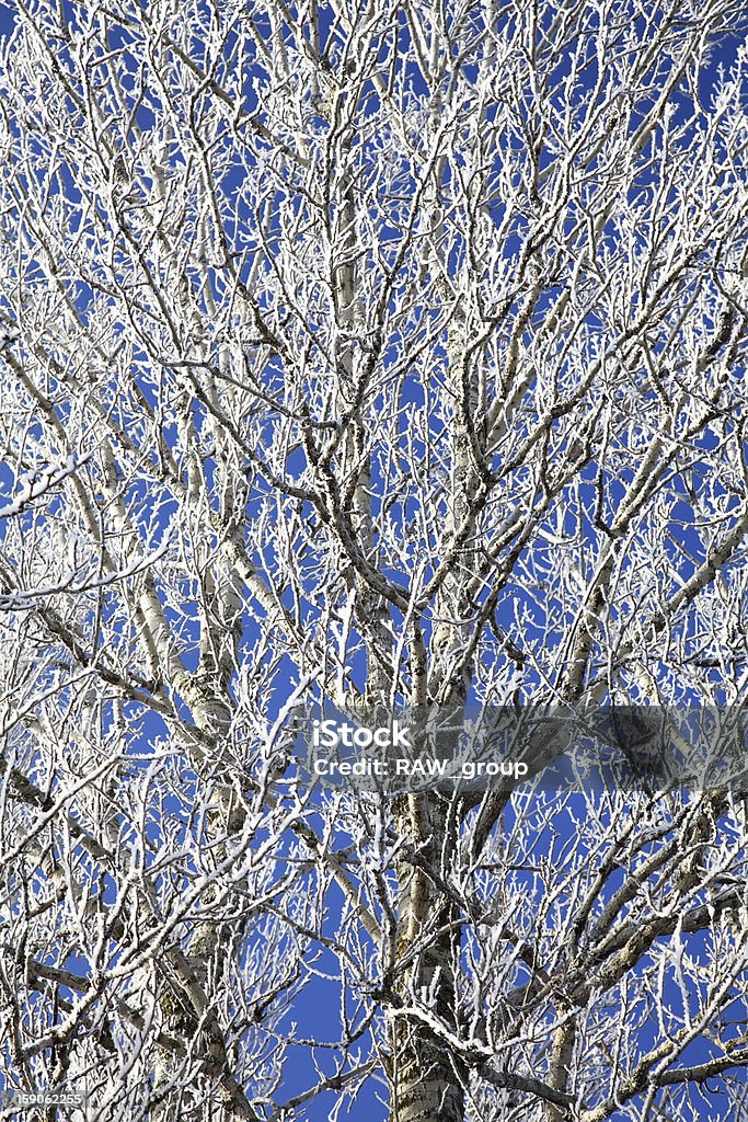 Helado de árboles de invierno con escarcha - Foto de stock de Aire libre libre de derechos