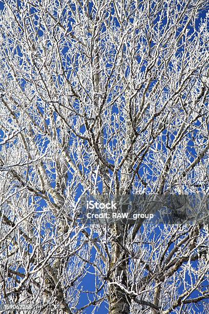 Zamrożone Zimę Z Frost - zdjęcia stockowe i więcej obrazów Bez ludzi - Bez ludzi, Biały, Chłodny