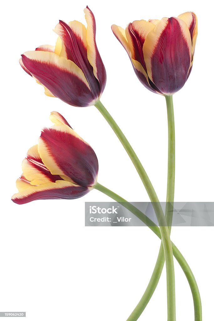 Tulipán - Foto de stock de Amarillo - Color libre de derechos
