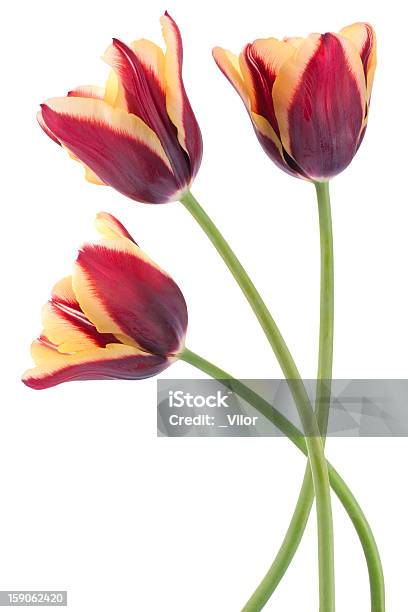 Tulipán Foto de stock y más banco de imágenes de Amarillo - Color - Amarillo - Color, Cabeza de flor, Detalle de primer plano