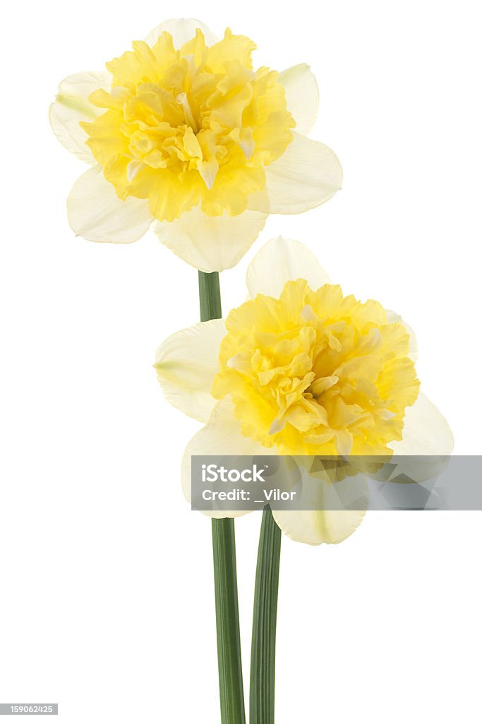 Narciso - Foto de stock de Amarelo royalty-free