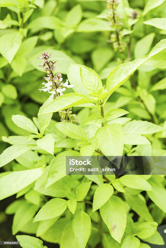 Verde con fiori Pianta di basilico tailandese, erbe e spezie - Foto stock royalty-free di Basilico