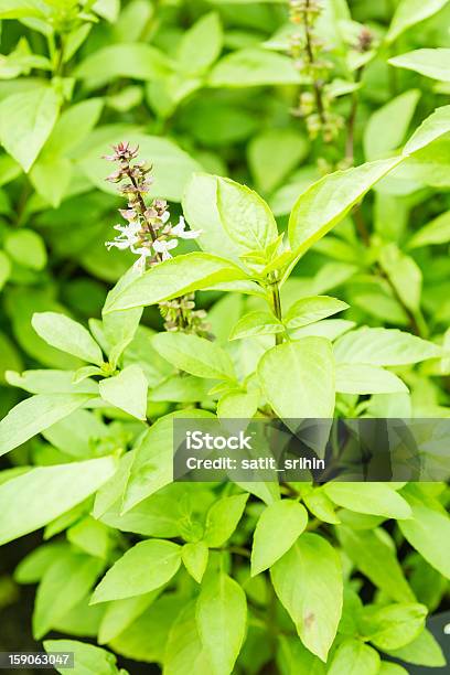 Verde Con Fiori Pianta Di Basilico Tailandese Erbe E Spezie - Fotografie stock e altre immagini di Basilico