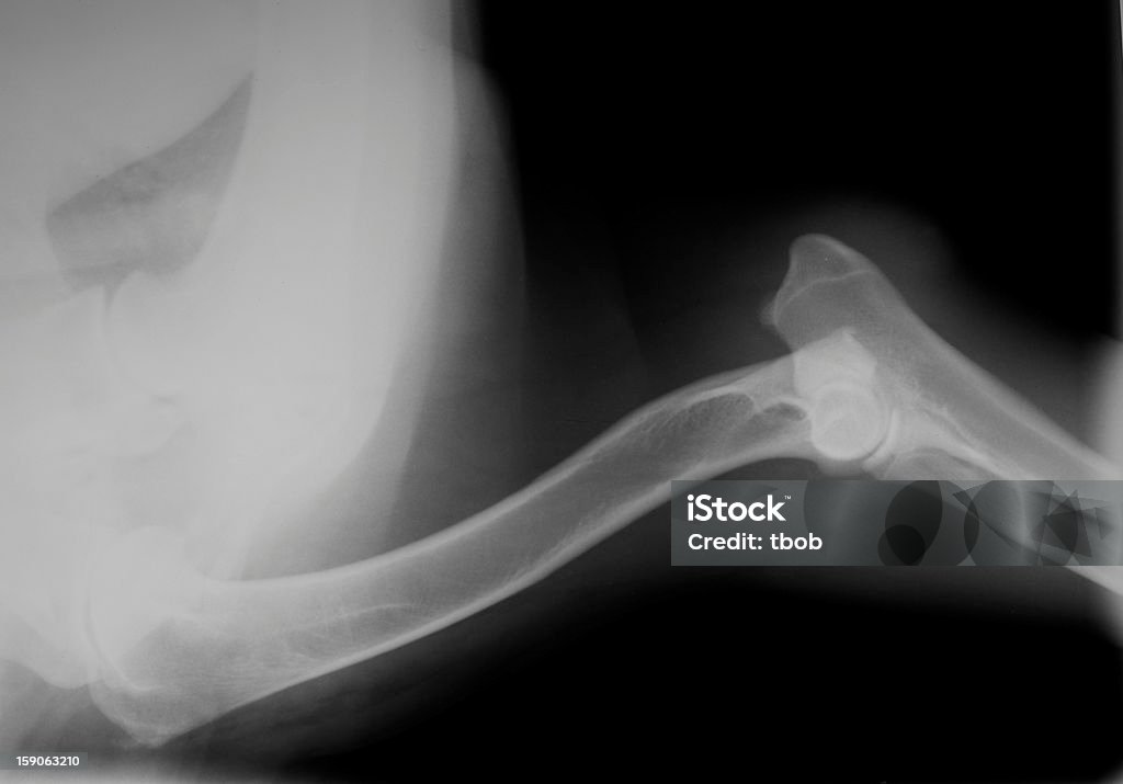 X-ray of dog Schultern und Ellenbogen - Lizenzfrei Röntgenbild Stock-Foto