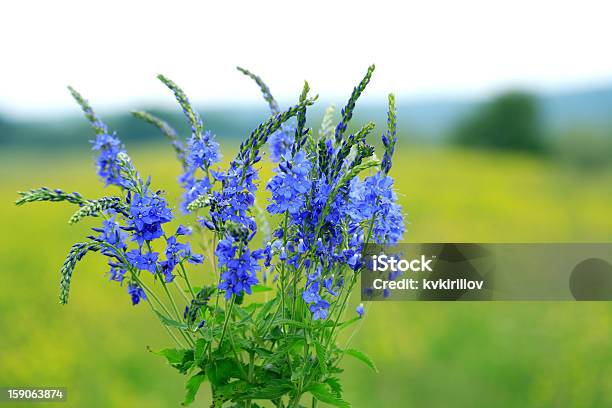 블루 야생화 0명에 대한 스톡 사진 및 기타 이미지 - 0명, 꽃 나무, 꽃 한송이