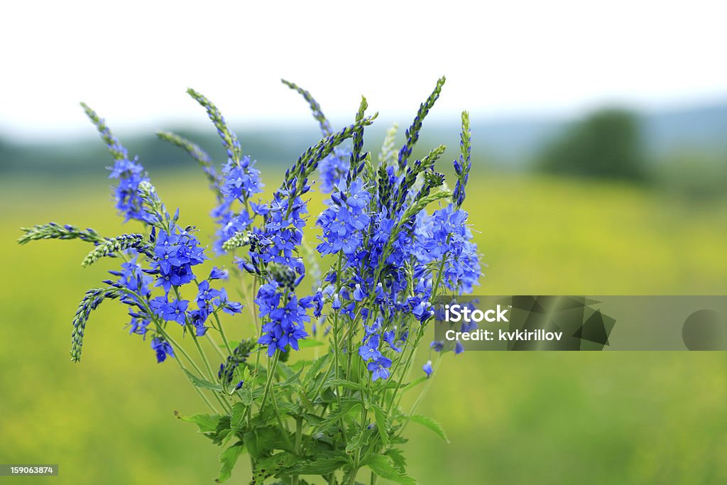 Голубой Wildflowers - Стоковые фото Без людей роялти-фри