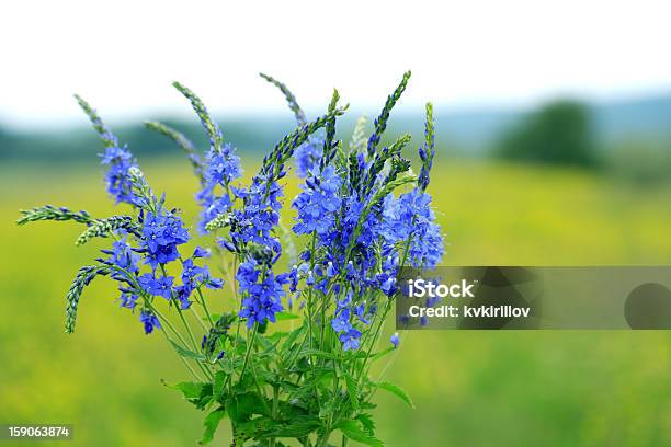 Голубой Wildflowers — стоковые фотографии и другие картинки Без людей - Без людей, Букет, Горизонтальный