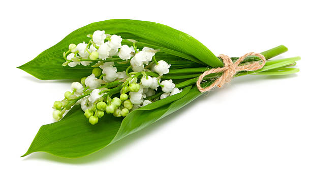 lily of the valley over white lily of the valley over white lily of the valley stock pictures, royalty-free photos & images