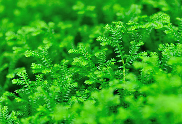 istock green selaginella uncinata 159066185