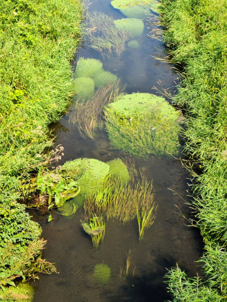 istock A small river in an idyllic green landscape. 1590663514