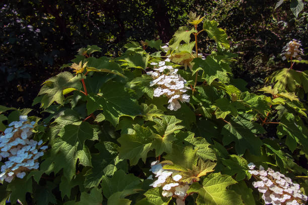 White lace cap hydrangea quercifolia in bloom in the summer months