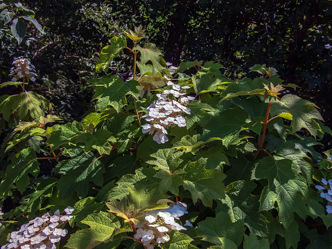 White lace cap hydrangea quercifolia in bloom in the summer months