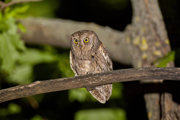 Eurasian scops owl (Otus scops) in natural habitat.