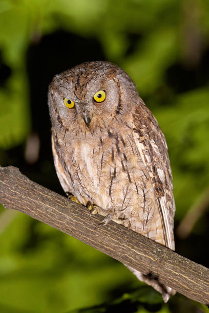istock Eurasian scops owl (Otus scops) in natural habitat 1590680028