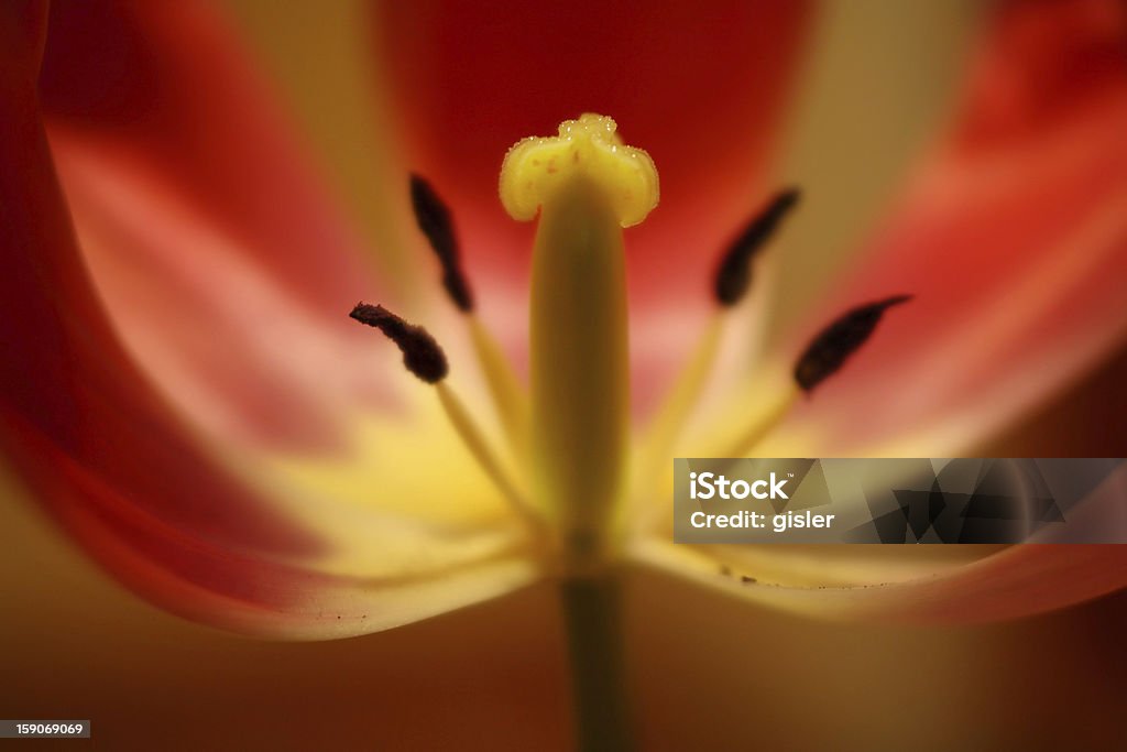 Tulpe - Lizenzfrei Baumblüte Stock-Foto