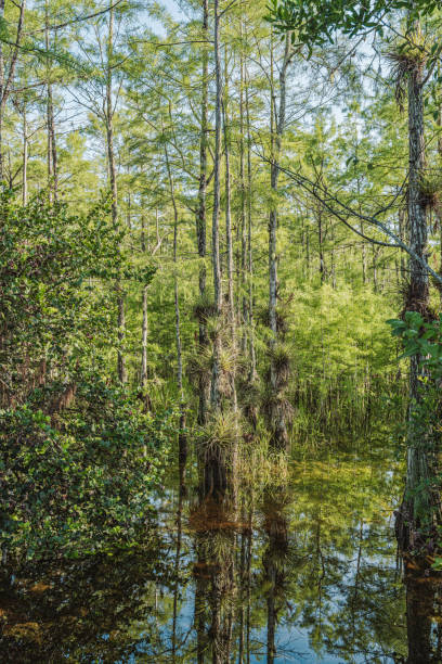 istock Everglades National Park, Florida 1590696108