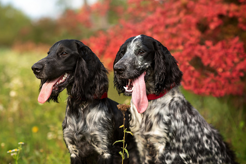 Two young black and white dogs of the Russian Spaniel breed are sitting in a clearing in the autumn forest. Selective focus. Breeds of gun hunting dogs.