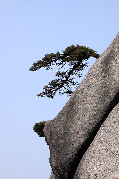 Weathered Pine on Rock Pinus hwangshanensis growing on granite rock cliff in Mt. Tianzhu National Geological Park in Anhui Province, China. This pine used to be classified under Pinus Taiwanensis. pinus hwangshanensis stock pictures, royalty-free photos & images