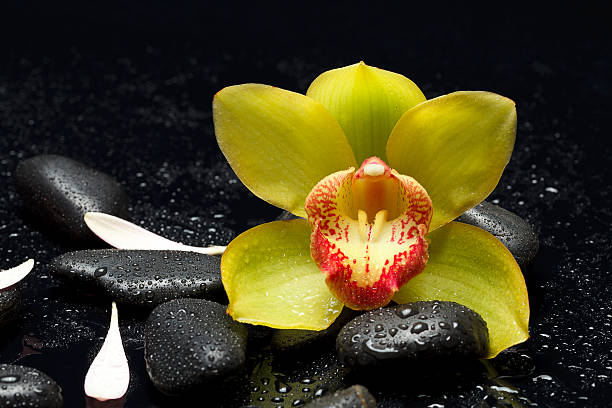 spa zen pedras - japanese culture massaging single flower nature - fotografias e filmes do acervo