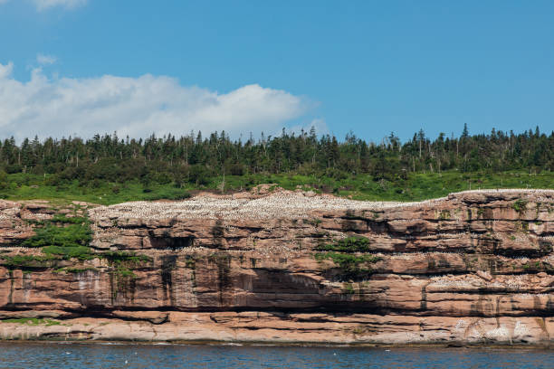 July 24, 2023, sunny day. Bonaventure Island, Gaspe peninsula, Quebec, Canada. Approaching the eastern side of the island in a boat, you will see a large number of birds, some flying in the air, some floating on the surface of the sea, and others on the rocks of the island. There are over two hundred species of birds on the island, the most common being the northern gannet.