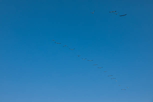 istock Flocks of seabirds flying in the sky 1590814957