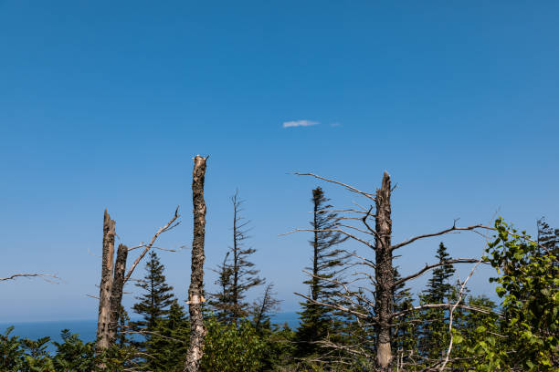 July 24, 2023, sunny day. Bonaventure Island, Gaspe peninsula, Quebec, Canada. The island is well protected by nature, with lush vegetation for birdlife.