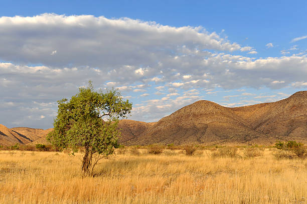 乾燥する季節の景観にダマラランド、ナンビア - damaraland ストックフォトと画像