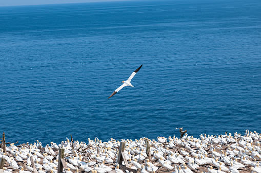 July 24, 2023, sunny day. Bonaventure Island, Gaspe peninsula, Quebec, Canada. There are plenty of northern gannet living on this island, which can be viewed up close from the park's observation area.