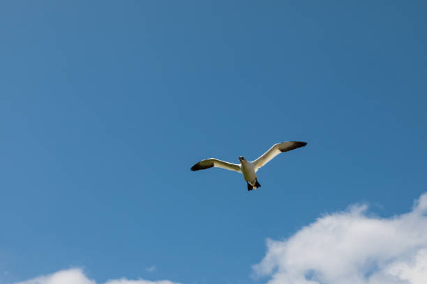 July 24, 2023, sunny day. Bonaventure Island, Gaspe peninsula, Quebec, Canada. There are plenty of northern gannet living on this island, which can be viewed up close from the park's observation area.
