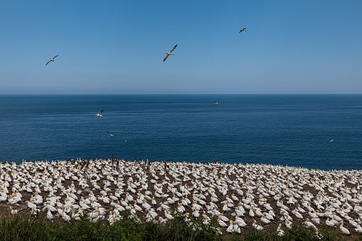 July 24, 2023, sunny day. Bonaventure Island, Gaspe peninsula, Quebec, Canada. There are plenty of northern gannet living on this island, which can be viewed up close from the park's observation area.