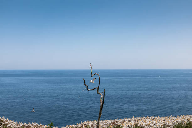 July 24, 2023, sunny day. Bonaventure Island, Gaspe peninsula, Quebec, Canada. There are plenty of northern gannet living on this island, which can be viewed up close from the park's observation area.