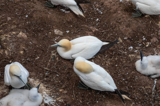 istock Northern gannets on Bonaventure Island 1590821415