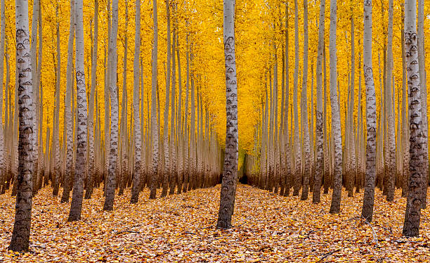 istock Forest of trees in the autumn 159082273