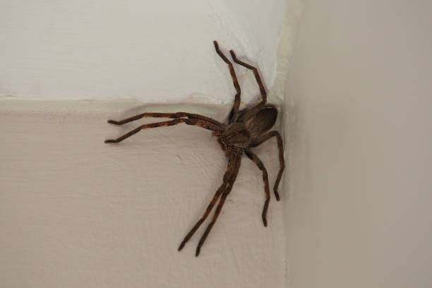 istock common rain spider, Palystes superciliosus, Infanta, South Africa 1590841777