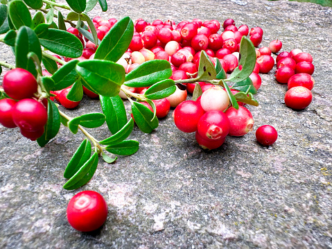 Cowberry on stone