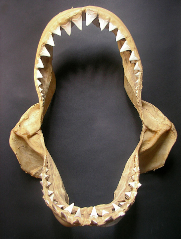 jaws of great white shark, Carcharodon carcharias