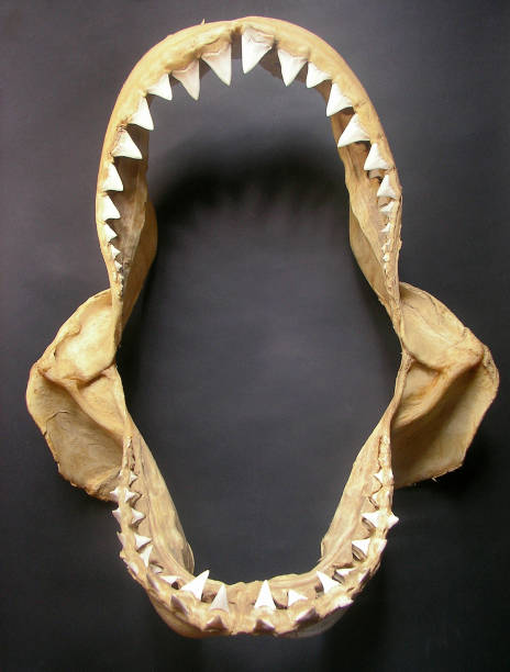 jaws of great white shark, Carcharodon carcharias stock photo